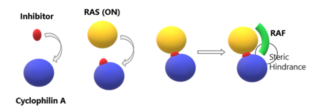 Targeting the Oncogenic State of RAS with Tri-Complex Inhibitors: Aurora Biolabs Launches First Binding Assay for KRAS G12D/CypA/Inhibitor Screening