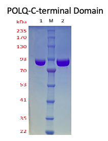 Recombinant Human DNA polymerase theta (POLQ) - C terminal Domain