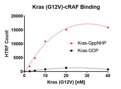 Kras G12V – cRAF Binding Assay Kit Kras G12V – cRAF Binding Assay Kit