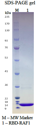 Human RBD-RAF1, N-His tag, C-FLAG tag Human RBD-RAF1, N-His tag, C-FLAG tag