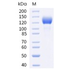 Human HER2 / ErbB2 Protein (Fc Tag)