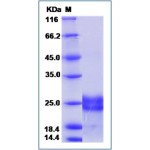 Human VEGF 183 / VEGF-A Protein