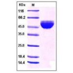 Human GM-CSF / CSF2 Protein (Fc Tag)