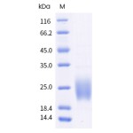 Human GM-CSF / CSF2 Protein