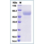 Human CD155 / PVR Protein