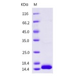Human Galectin-1 / LGALS1 Protein