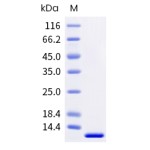 Human IGF1 / IGF-I Protein