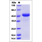 Human TNF-alpha / TNFA Protein (Fc Tag)