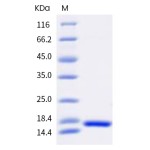 Human TNF-alpha / TNFA Protein