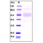 Human CD80 / B7-1 Protein