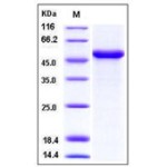 Human Interferon beta / IFN-beta / IFNB Protein (Fc Tag)