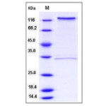 Human CD93 / C1QR1 Protein (Fc Tag)