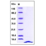 Human CXCL12 / SDF-1 Protein (isoform a)