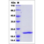 Human FGF8a / FGF-8a Protein