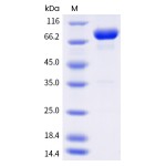 Human LAG3 / CD223 / Lymphocyte activation gene 3 Protein (ECD,Fc Tag)