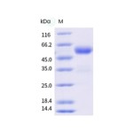 Mouse CTLA4 / CD152 Protein (ECD, Fc Tag)