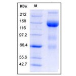 Mouse VEGFR3 / FLT-4  Protein (Fc Tag)