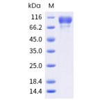 Mouse CD34 Protein (ECD, Fc Tag)