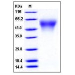 Mouse CD34 Protein (His Tag)