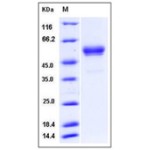 Mouse IFNG / Interferon Gamma Protein (Fc Tag)