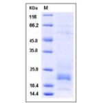 Mouse IFNG / Interferon Gamma Protein (His Tag)