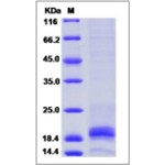 Mouse IFNG / Interferon Gamma Protein
