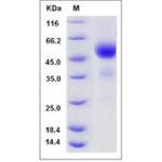 Mouse TIGIT / VSTM3 Protein (Fc Tag)