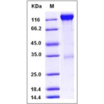 Mouse VEGFR2 / Flk-1 / CD309 / KDR Protein (Fc Tag)