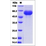Mouse LAG3 / CD223 / Lymphocyte activation gene 3 Protein (ECD, His Tag)