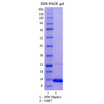 Recombinant SARS-CoV-2 NSP7 