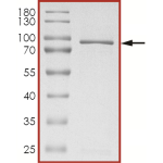 AKT1, Active