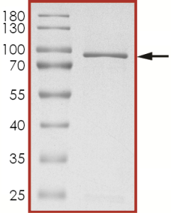 AKT1, Active