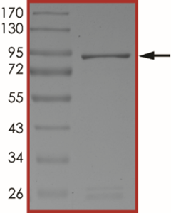 AKT2, Active