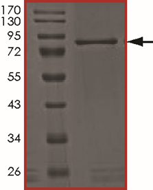 AKT3 (E17K), Active