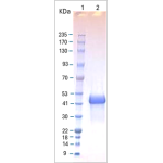 Cockroach german (bla g 2) - Mammalian Cell