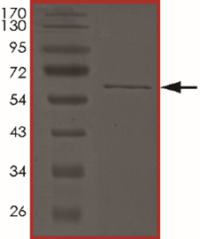 ALK3 (R486Q), Active