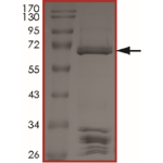 BRAF (G469A), Active