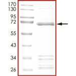 BRAF (G466V) Protein