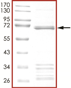 BRAF (G466V) Protein
