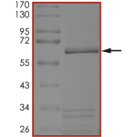 BRAF (D594G) Protein