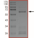 BRAF (T599_V600insT), Active