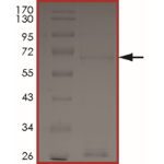 BRAF (R506_K507insVLR), Active
