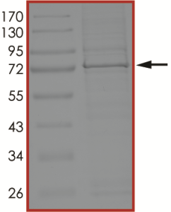 BTK (C481F), Active