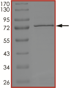 BTK (C481R), Active