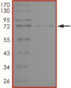 BTK (Y485F), Active