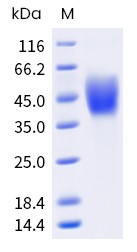 Recombinant Human B7-1/CD80