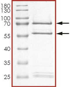 CDK1/CyclinE1, Active