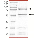 CDK2/CyclinA2, Active