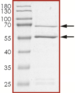 CDK2/CyclinE1, Unactive