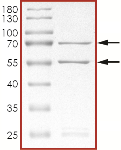 CDK2/CyclinE1, Active